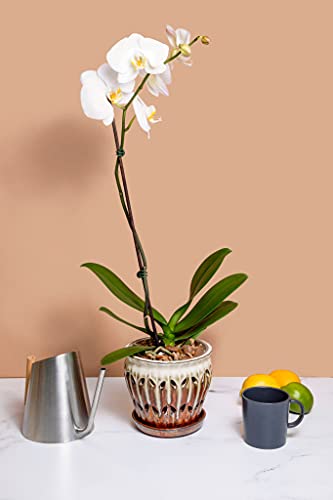 rePotme Orchid Potting Mix, Phalaenopsis Dark Classic Orchid Mix (Junior Bag) - Hand Blended in The USA - size: Junior Bag