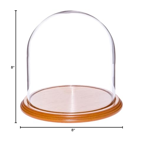 Plymor 8" x 8" Glass Display Dome Cloche (Oak Veneer Base) - color: Oak Veneer Base