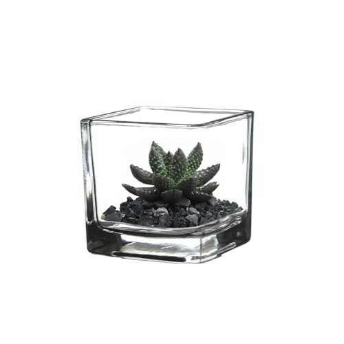 WGVI 6 Pcs Clear Square Glass Tea Light Votive Candle Holders, Width 2", Height 2", Small Cube CandleHolders Container Dish Terrarium Tabletop Ambient Décor - size: Clear Cube 2"H