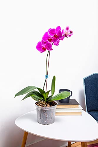 rePotme Orchid Starter Kit - Phalaenopsis Dark Classic - (Includes Orchid Potting Mix, Plus a 5 inch Orchid Pot, Flower Clip, and Plant Label) - size: Starter Kit