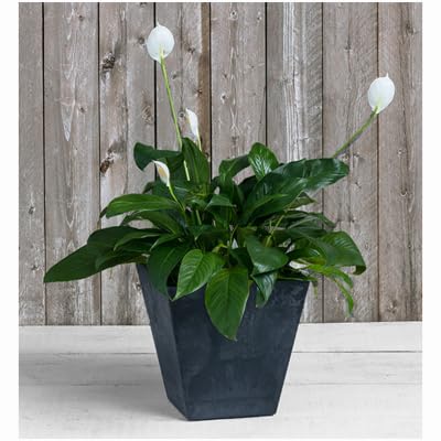 ArtStone Root & Vessel, Black, 35128 Ella Square Planter, 12, Inch
