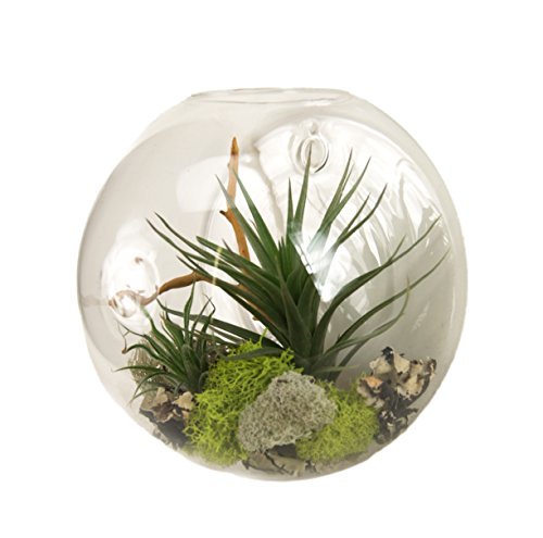 Josh's Frogs Sprig & Stone Lichen (1 Quart)