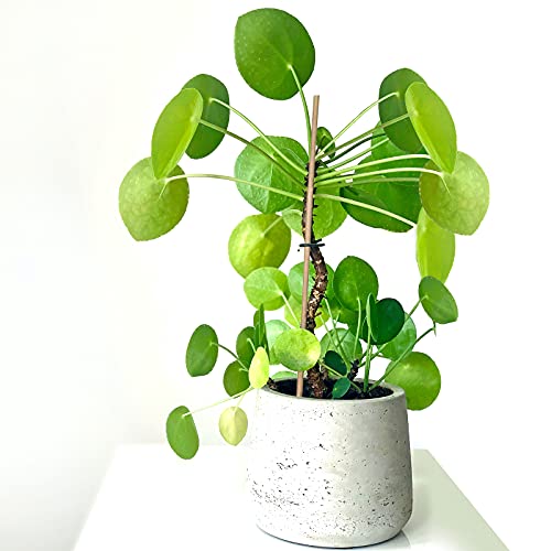 GAGINANG Natural Bamboo Garden Stakes, 20pcs Plant Sticks 18 inches | 18 inches sturdy bamboo garden stakes, natural plant support for tomatoes, beans and all indoor outdoor potted plants. - size: 18 inches