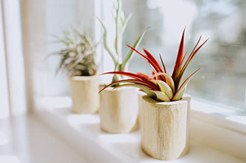 Medium Natural Cork Bark DIY Kit with Mini Xerographica Air Plants, Glue and Hook - Live Tillandsia Succulent House Plant - Wholesale and Bulk - Home and Garden Decor - Easy Care Indoor Outdoor Plants - size: Kit+Xerographica