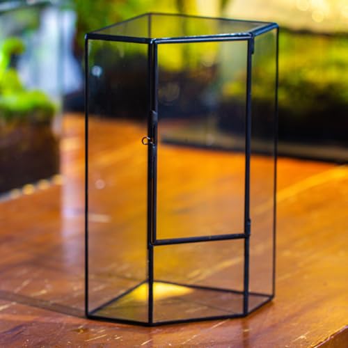 NCYP Glass Terrarium - Small Open Terrarium Planter, and Closed Tall Front Opening Glass Terrarium, for Small Succulent Cacti, Ferns, Office Tabletop Decor (No Plants)