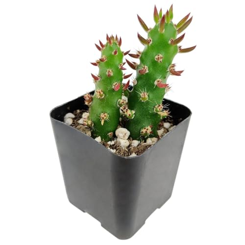 Eve's Needle Cactus | Succulents Box (2 inch) - size: 2 inch