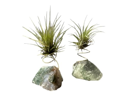 Geode Crystal Air Plant Holder with Caput Medusae | Amethyst, Fluorite, Sodalite, Obsidian, Quartz, Rose Quartz, Moonstone, Bloodstone - color: Fluorite