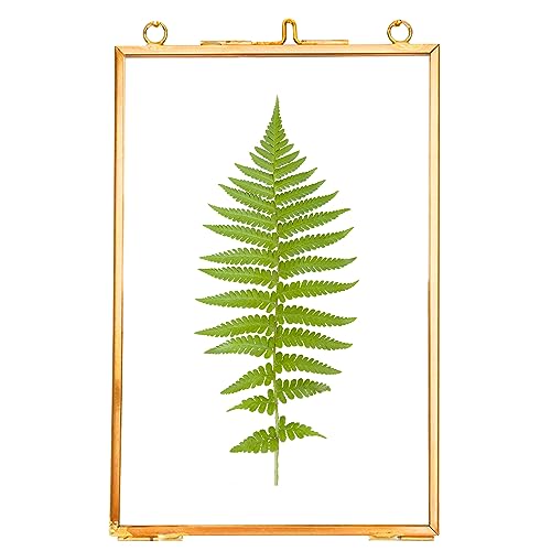 REDHUGO Hanging Pressed Flower Frames, Double Glass, Gold, 4x6 Inches - color: Gold, size: 4L" x 6W"