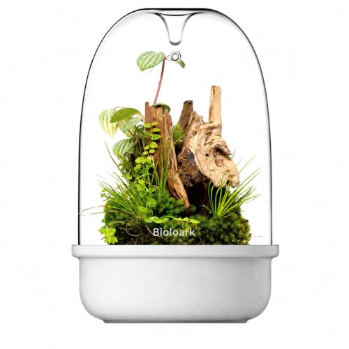 Bioloark Desktop Glass Plant Terrarium & Magnetic Plant Light Series, Moss Terrarium Containers with Ceramic Base, LED Terrarium Lights for Moss, Small Plant Displays (MQ-150 White(6.5" x 9.3")) - color: MQ-150 White (6.5" x 9.3")