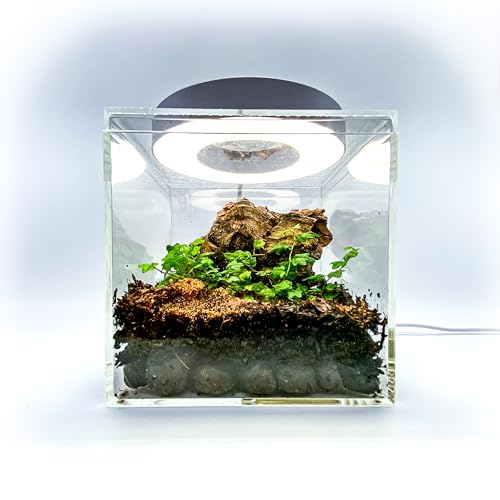 Generic Tiny Terrarium Kit with Isopods (6x6 inch) - DIY Starter Kit, BioActive Enclosure, Live Tropical Plants, LED Grow Light, Soil & Drainage, White