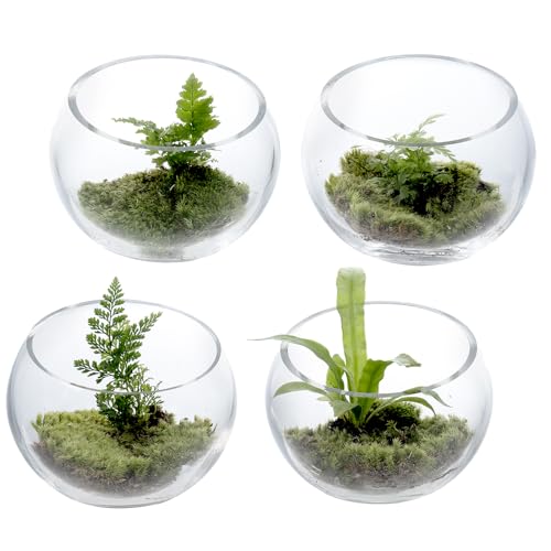 MyGift Premium Hotel Series 5 Inch Round Clear Glass Air Plant Terrariums, Mini Candy Bowl Jars, Tealight Candle Holders, Succulent Cactus Vases, Set of 4 (Pack of 3) - size: Set of 4 (Round) (Pack of 3)