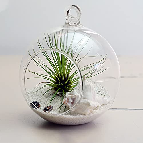 MUKCHAP 40 PCS Acrylic Hanging Globe, 3.5 Inch Clear Acrylic Fillable Ball for Art, Wedding, Garden, Home Decoration