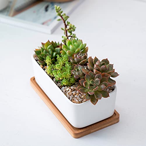 White Ceramic Succulent Plant Pots, 1 Rectangular Flower Pot + 1 Round Planter, Set of 2 Small Cactus Container, Bonsai Pots, Succulent Pots with Drainage Hole& Bamboo Tray (No Plant) - color: Rectangular+round
