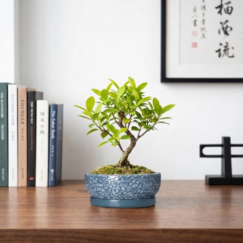 Ceramic Succulent Pots, 6 Inch Bonsai Tree Pot with Tray, Scale Blue - color: Scale Blue, size: 6 Inch