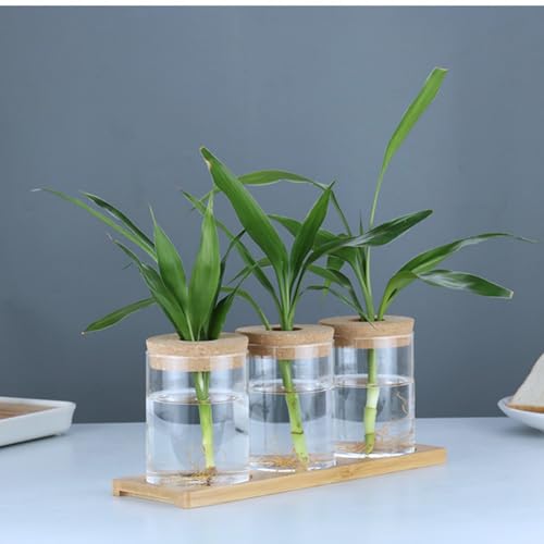 Plants Propagation Stations, Desktop Glass Plant Pot with Lid for Home, Indoor, Office (Medium) - size: Medium
