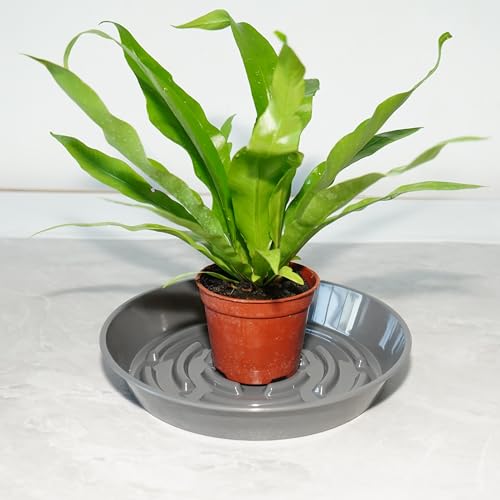 2 Packs Plant Saucer Pot Tray, 12 inch Grey Flower Planter Saucers and Drip Trays - color: Gray, size: 12" - 2 Pack