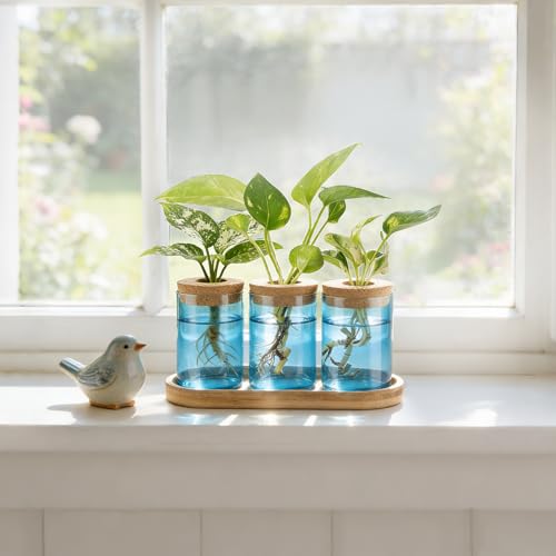 Dahey Plant Propagation Stations, Glass Vases with Wooden Stand & Lid, Blue - color: Blue, Clear, size: Medium