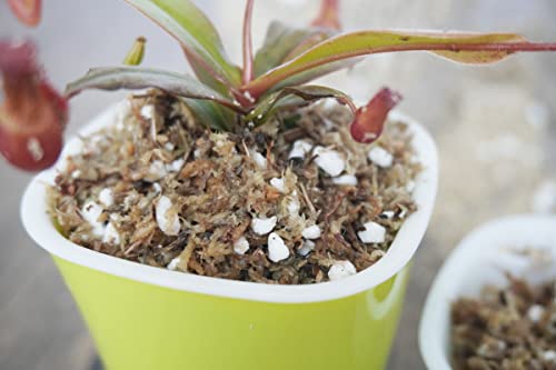 8 Qts Carnivorous Plant Soil Mix, Great Potting Soil for Venus Fly Traps, Pitcher Plants, Sundews and Butterworts - size: 8QT