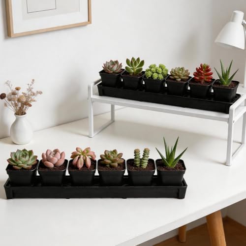 RooTrimmer 10 Pack Plastic Windowsill Saucer with 2.8 inch (7CM) Square Nursery Pots 60pcs, Rectangular Window Sill Plant Pot Trays with Removable Drainage Hole, Thick Plant Saucer Tray (Black) - size: Trays (17"x3"x1.5") + 2.8 Inch Pots-10 Pack