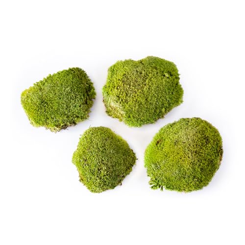 SuperMoss (21890) Topa Moss Preserved | Eco-Friendly Home & Wall Décor for Terrariums, Wedding Tables, Indoor Planters & More, 326 cu in, Fresh Green - size: 325 cu in