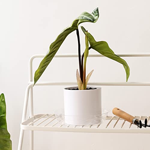 TRUEDAYS 15 Pack(6 inch/8inch/10inch) Clear Plant Saucers Flower Pot Tray Excellent for Indoor & Outdoor Plants - size: 15-Pack (6''+8''+10'')