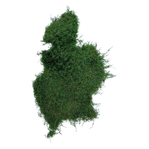 Sheet Moss, Preserved Moss, Green, Medium 1-Pack - color: Sheet Moss, size: Medium 1-pack