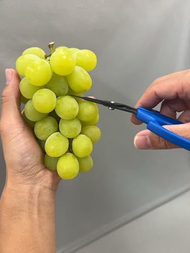 CHIKAMASA B-600SLUFB, The Precise Specialty Trimming Scissors, S/S L-Shape Blade, Fluorine Coating, for trimming plants and grapes, excellent for narrow stem-thinning inside closed and tangled spaces.