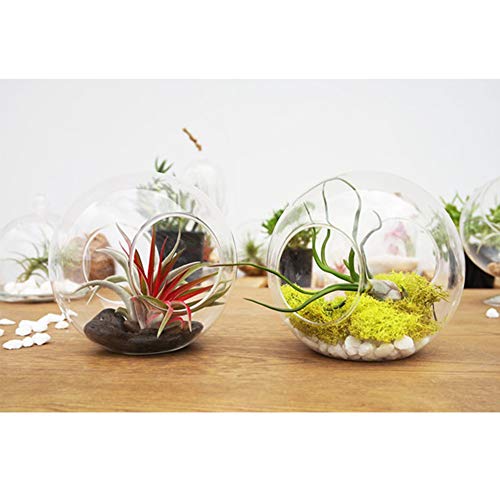 WGV Planter Terrarium, Width 6" Height 6", Clear Round Glass Vase Container with Two Side Opening, DIY Air Planter, Votive Candle Holder for Decor, 1 Piece - size: 6" Double Opening