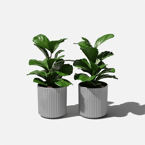 Veradek Demi Series Planter - Large Round Outdoor Planter - color: Gray, size: 12 inch - 2 Pack
