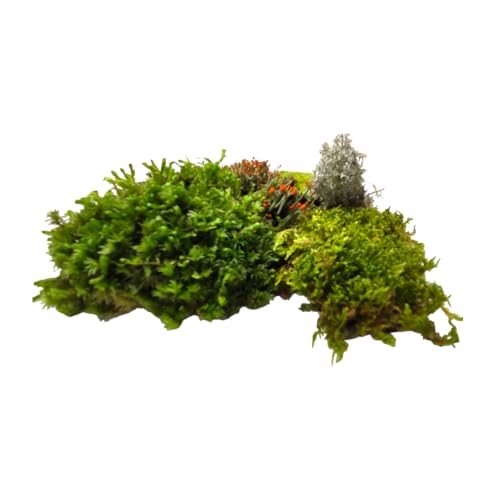 Super Fairy Garden Assortment Moss and Lichen for Terrarium, 6"x9" Bag