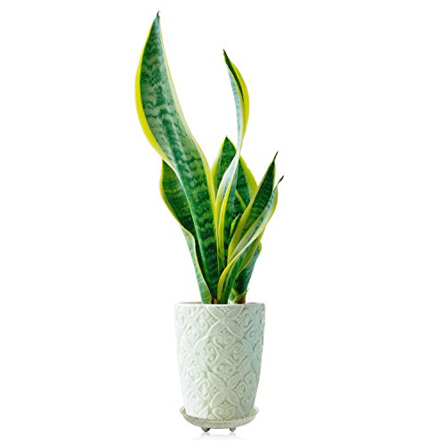 Idyllize 5 Pieces of 8 inch Clear Thick Plastic Heavy Duty Plant Sturdy Saucer Drip Trays for pots (8") - size: 8"