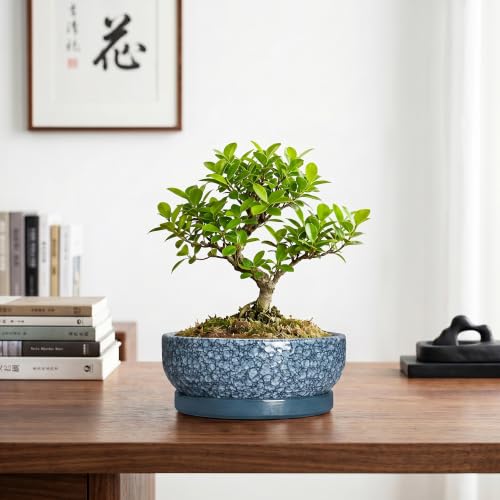 Bonsai Planter, 8 Inch Ceramic Bonsai Pots with Saucer, Scale Blue - color: Scale Blue, size: 8 Inch