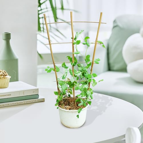 Jollybower 3PCS Fan-Shaped Bamboo Trellis, 2Ft Plant Trellis Indoor, Small Trellis for Potted Plants Indoor, Climbing Plants, Vegetables - size: Fan-Shaped 2Ft