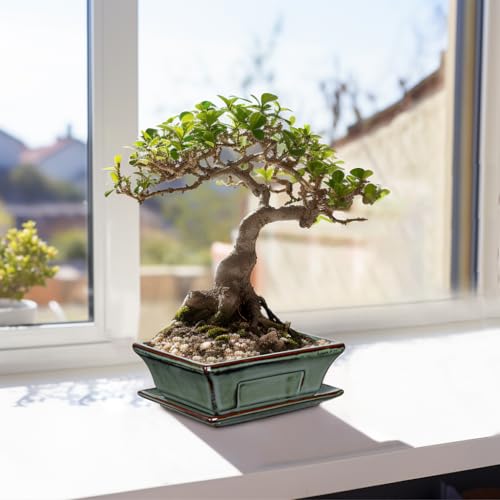Villa Como Set of 2 Bonsai Pots with Drainage Tray, 6" Green Glazed - color: Green, size: 6.2"x4.5"x1.9"