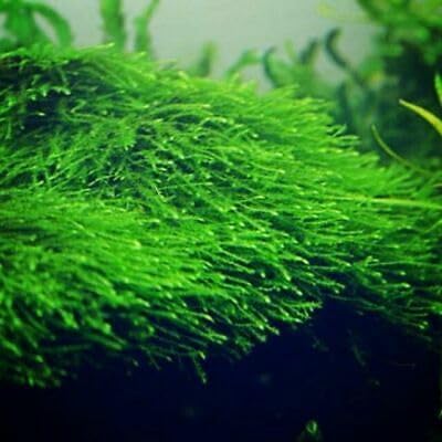 Swimming Creatures™ Live Aquarium Plants (Christmas Moss (50sq inch Portion)) - color: Christmas Moss (50sq inch Portion)