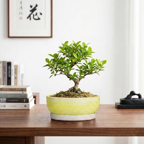 Pots for Succulents, 8 Inch Ceramic Bonsai Tree Pot, Brushed Yellow - color: Brushed Yellow, size: 8 Inch