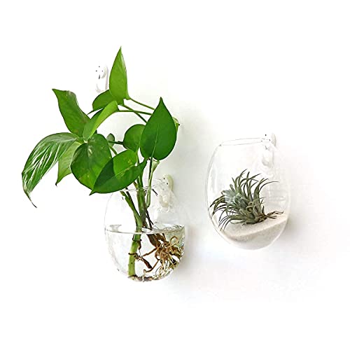 Kingbuy Wall Planter Terrariums Propagation Stations - 2 Cylinder Shaped and 2 Egg Shaped Glass Vases