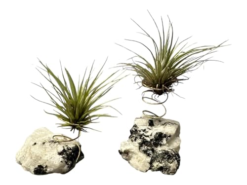 Geode Crystal Air Plant Holder with Caput Medusae | Amethyst, Fluorite, Sodalite, Obsidian, Quartz, Rose Quartz, Moonstone, Bloodstone - color: Moonstone