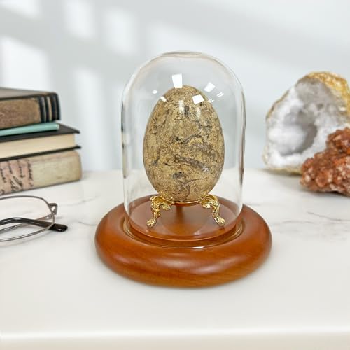 Plymor 3" x 4" Glass Display Dome Cloche (Oak Wood Base) - color: Oak Base