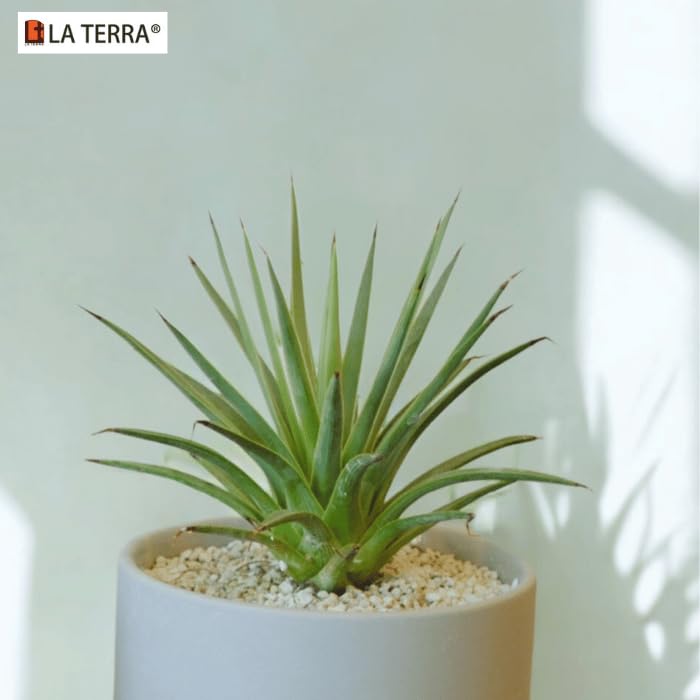 Crystal Grain Succulent & Cactus Soilless Growing Medium, Fine Grain for Small Pots, Semi-Permanent, 100% Inorganic & Odorless, Visible Watering Indicator, Patented Japanese Tech, 3L (Resealable Bag) - size: 3L