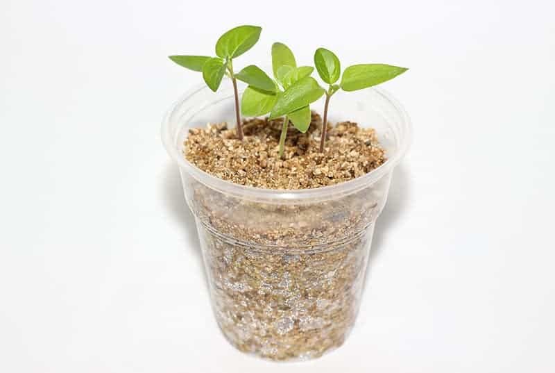 Premium Perlite and Vermiculite Blend for Seedling, Cuttings, and Propagation - Achieve Optimal Moisture Control and Root Development - 1 Quart - size: 1 Quart Bag, style: 50/50 Perlite & Vermiculite Potting Blend