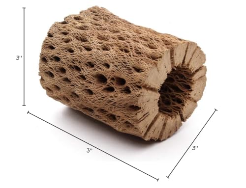 3, 6, 9, 12 Inch All Natural Teddy Bear Cholla Wood Extra Hollow Untreated Organic Aquarium Driftwood Decoration Chew Toy Shrimp Crab Cichlid Nano Tank Birds 1 or 5 Pieces (1 Piece, 3 inch) - size: 1 Piece, 3 inch