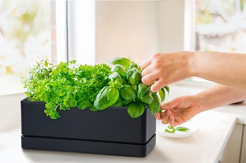 D'vine Dev Rectangular Planter, 12 x 4.5 in, Black, 76-X-B-1 - color: Black