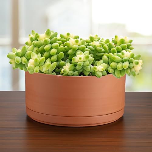 JUXYES 10 Inch Shallow Terracotta Pots with Holes and Saucers for Succulent | Built-in Drainage Hole, Wide Shallow Planter Clay Flower Pots for Indoor & Outdoor, Planter for Succulent, Cacti, Bonsai - size: 10 Inches