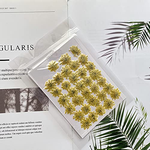 100pcs/pack Ammi majus Natural Pressed Dried Flower for Resin Jewelry Making, Soap and Candle Making, Scrapbooking DIY (Yellow) - color: Yellow