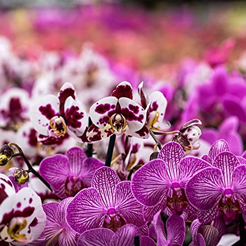 Orchid Potting Mix Orchid Bark, Mix Pine Bark and Perlite, Good Drainage and Water Retention (2 Quart) - size: 2 quart