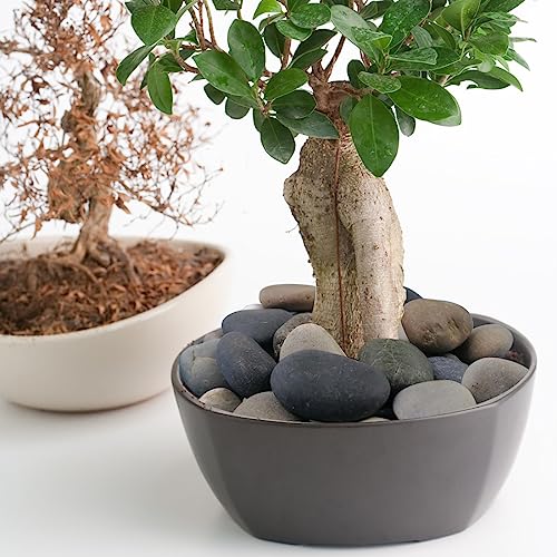 YISZM 20lbs Natural River Rocks, 1"-2" Premium Pebbles for Garden | Hand-Picked Smooth Stones for Fish Tank, Flower Pots, Indoor Water Fountains, Pathways, Backyard - size: 1-2 Inch
