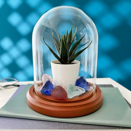 Plymor 4.5" x 6" Glass Display Dome Cloche (Walnut MDF Base) - color: Walnut Mdf Base