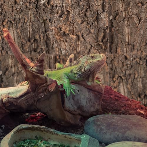 Toddmomy Cork Bark Reptile Terrarium Background 8 Pieces Natural Bark Wood for Gecko Lizard Frog Bearded Dragon Aquarium Decorations Climbing Habitat Decor 5.90 X 5.90 X 1.57 in - size: 8pcs