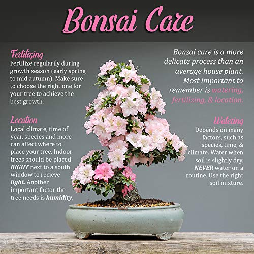 BambooMN Bonsai Tool Kit 5pc Basic Care Set - 1 Set - color: 5pc Basic Care Set